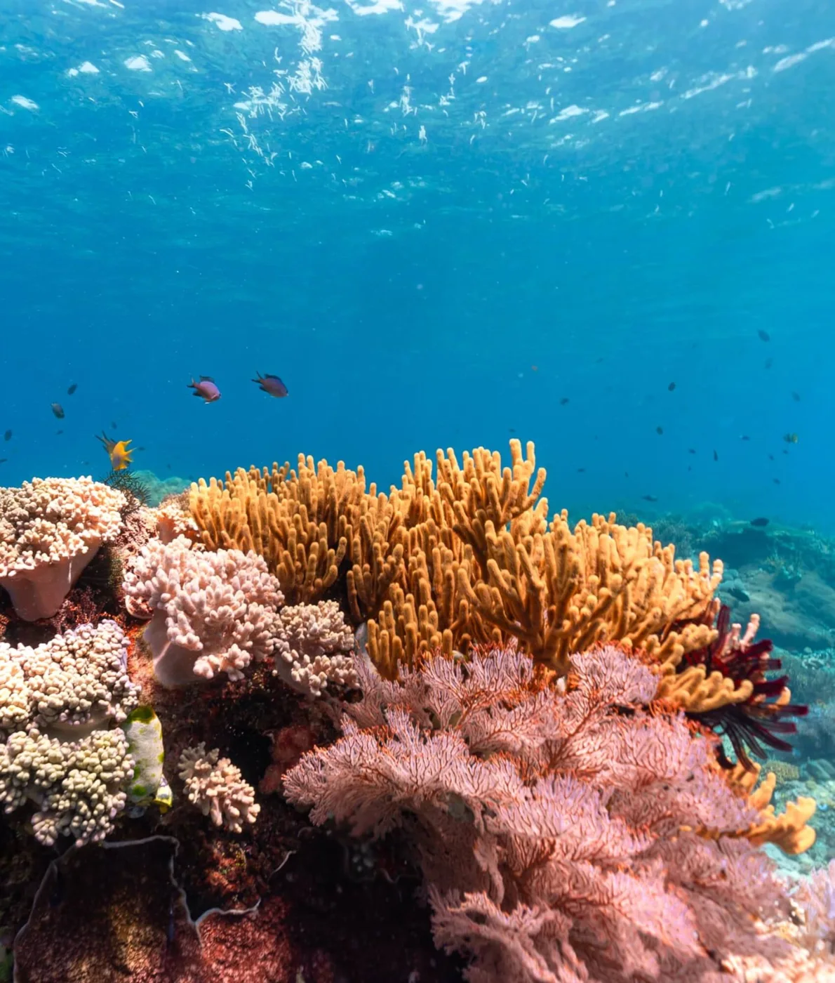 Coral and reef fish beneath the surface in Raja Ampat